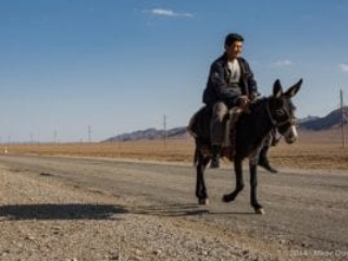 Donkey on the road from Bukhara to Shahrisabz