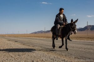 Donkey on the road from Bukhara to Shahrisabz