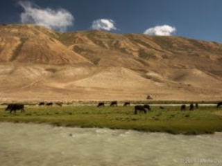 Murghab to Wakhan Valley: cows between Tajikistan and Afghanistan