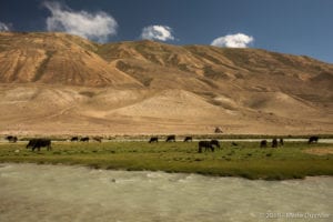 Murghab to Wakhan Valley: cows between Tajikistan and Afghanistan