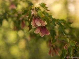 Khorog, botanical garden