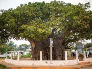 Mannar, Baobab Tree Pallimunai