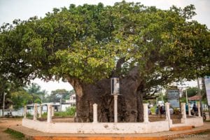 Mannar, Baobab Tree Pallimunai