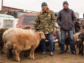 Karakol, animal market