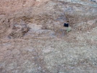 Near Wadi Ghul, crazy goat