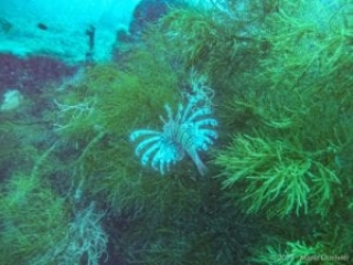 Coron bay, WW2 shipwreck scuba diving, lionfish
