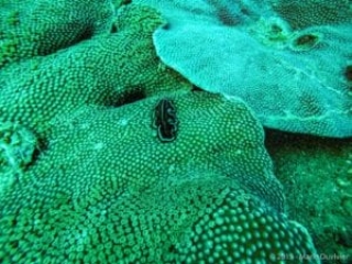 Coron bay, WW2 shipwreck scuba diving