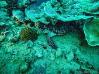 Coron bay, WW2 shipwreck scuba diving