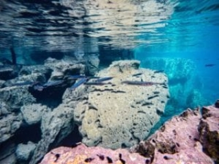 Coron, barracuda lake