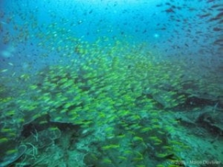 Coron bay, WW2 shipwreck scuba diving