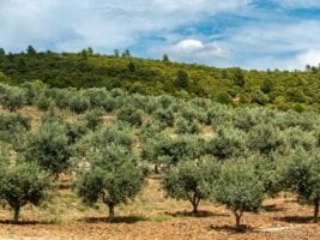 Aups, olive grove, Taurenne castle