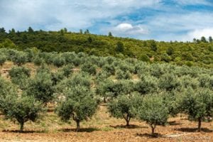 Aups, olive grove, Taurenne castle