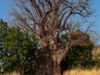 Kara region, Koutammakou, Togo