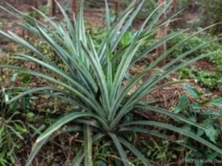 Kpalimé, Togo