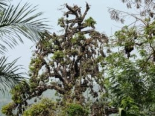 Kouma Tsamé, valley of bats, Kpalimé, Togo