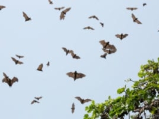 Kouma Tsamé, valley of bats, Kpalimé, Togo