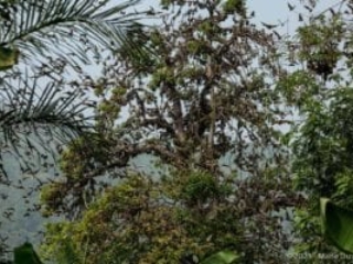 Kouma Tsamé, valley of bats, Kpalimé, Togo