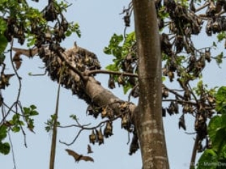 Kouma Tsamé, valley of bats, Kpalimé, Togo