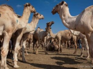 Hargeisa, Livestock market, Somaliland