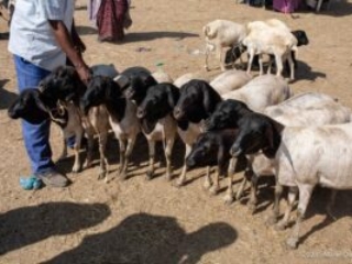 Hargeisa, Livestock market, Somaliland