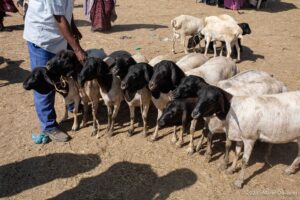 Hargeisa, Livestock market, Somaliland