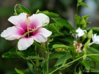 Dominica, near red rocks