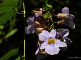 Ometepe island, Nicaragua