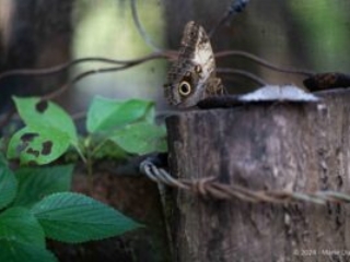 Ometepe island, Nicaragua