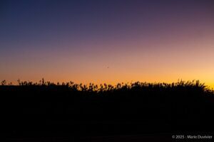 Desert - Libya Algeria Tunisia border